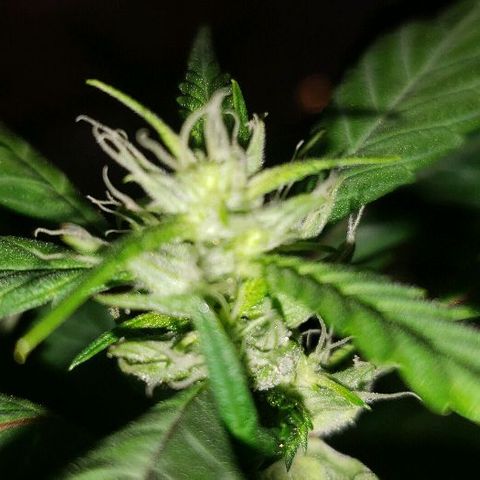 Smurf Punch F1 #3 (Female)  growlog timeline photo