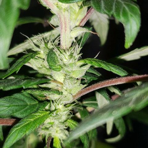 Smurf Punch F1 #3 (Female)  growlog timeline photo