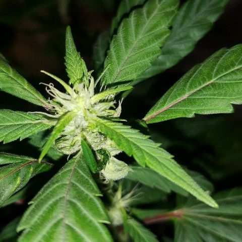 Smurf Punch F1 #3 (Female)  growlog timeline photo