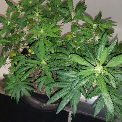 Smurf Punch F1 #3 (Female)  growlog timeline photo