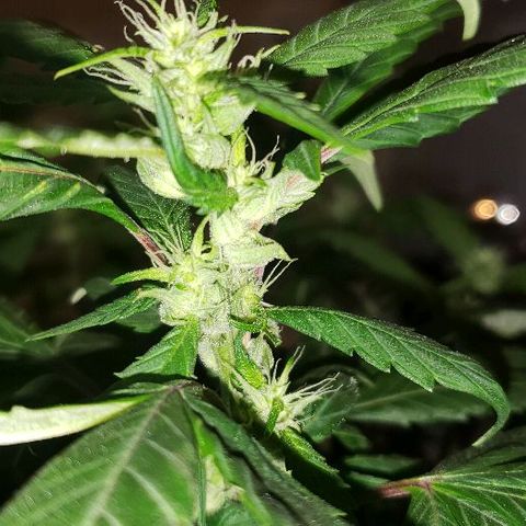 Smurf Punch F1 #3 (Female)  growlog timeline photo