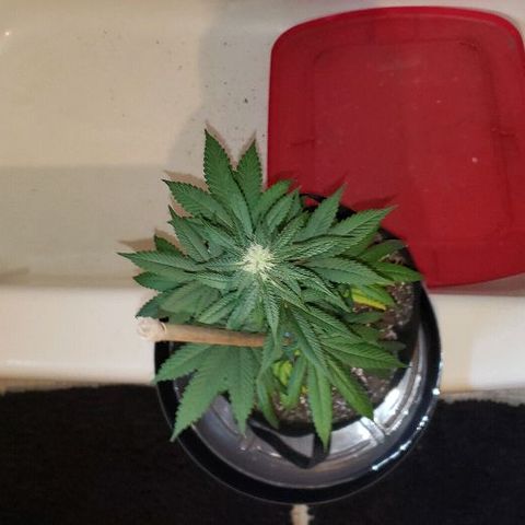 Ghost Rider #2 (Clone#1) growlog timeline photo
