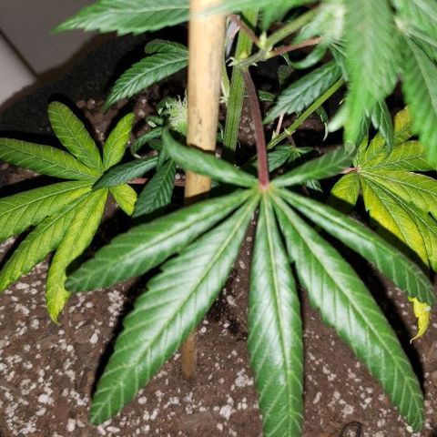 Ghost Rider #2 (Clone#1) growlog timeline photo