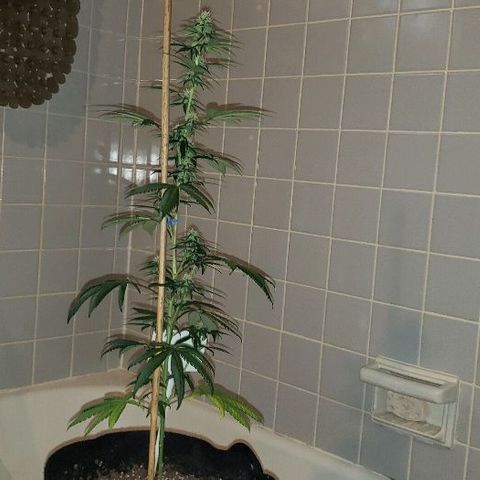 Ghost Rider #2 (Clone#1) growlog timeline photo
