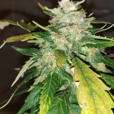 King Tut #3 Fem growlog timeline photo