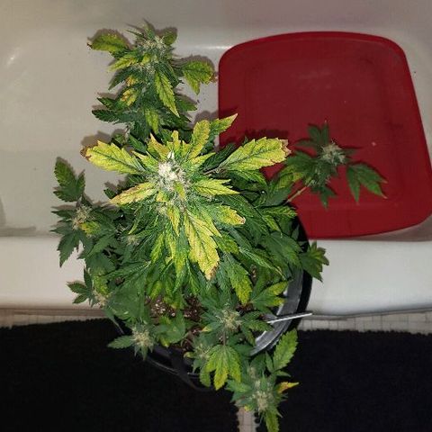 King Tut #3 Fem growlog timeline photo