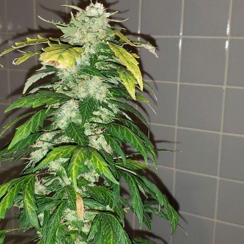 King Tut #3 Fem growlog timeline photo