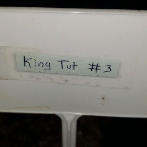 King Tut #3 Fem growlog timeline photo