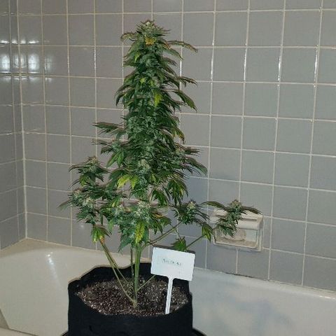 King Tut #3 Fem growlog timeline photo
