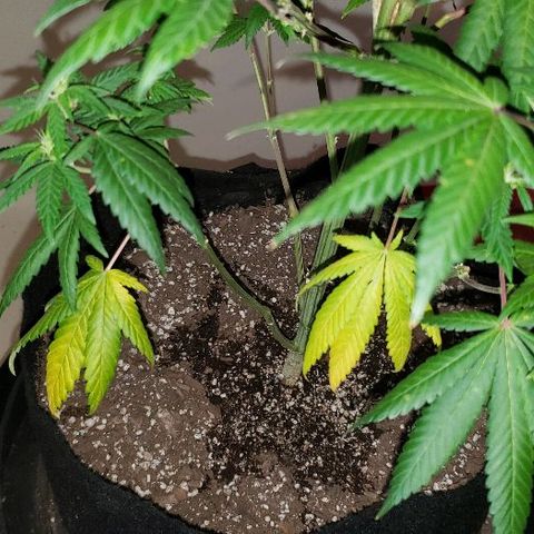 Smurf Punch F1 #3 (Female)  growlog timeline photo