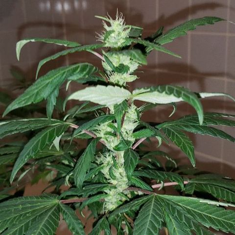 Smurf Punch F1 #3 (Female)  growlog timeline photo