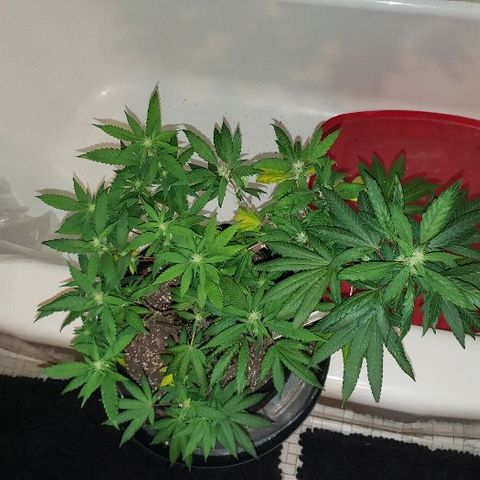 Smurf Punch F1 #3 (Female)  growlog timeline photo