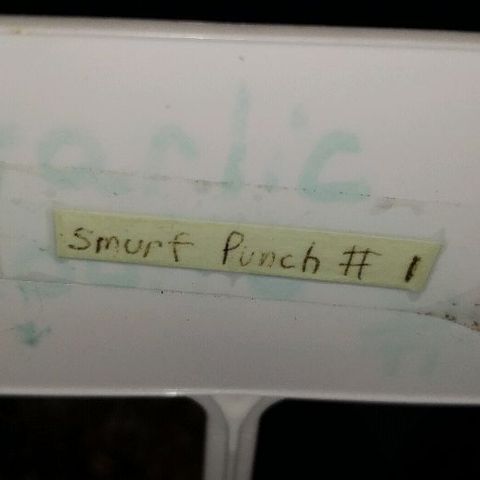 Smurf Punch F1 #3 (Female)  growlog timeline photo