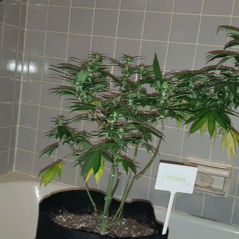 Smurf Punch F1 #3 (Female)  growlog timeline photo