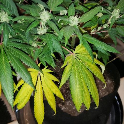 Smurf Punch F1 #3 (Female)  growlog timeline photo