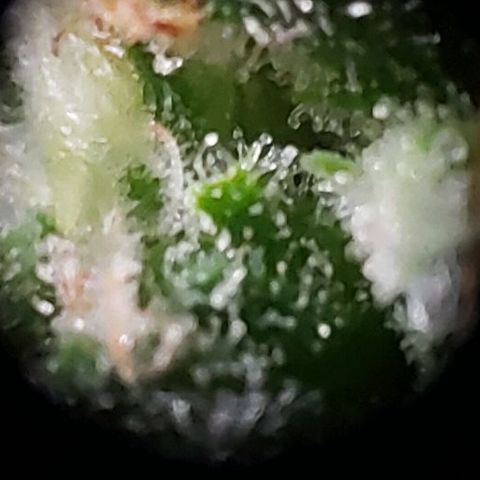 King Tut #3 Fem growlog timeline photo