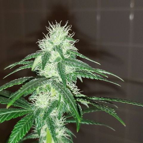 Ghost Rider #2 (Clone#1) growlog timeline photo