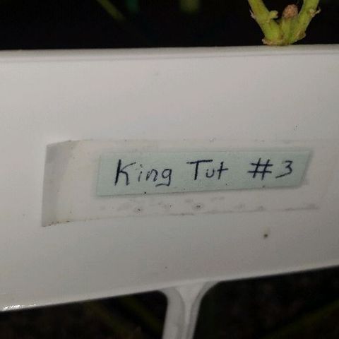 King Tut #3 Fem growlog timeline photo