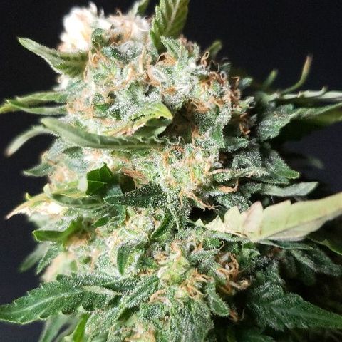 King Tut #3 Fem growlog timeline photo