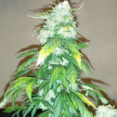 King Tut #3 Fem growlog timeline photo