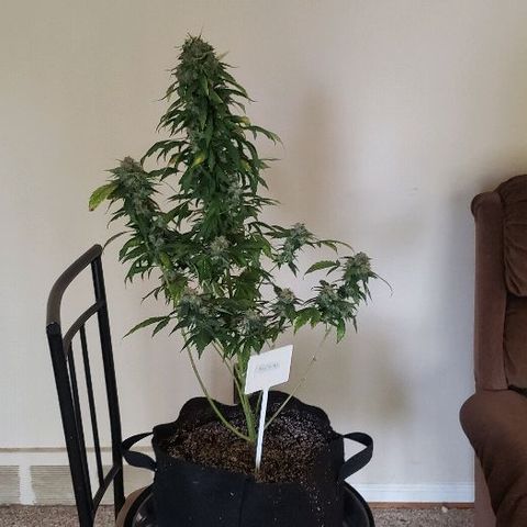 King Tut #3 Fem growlog timeline photo