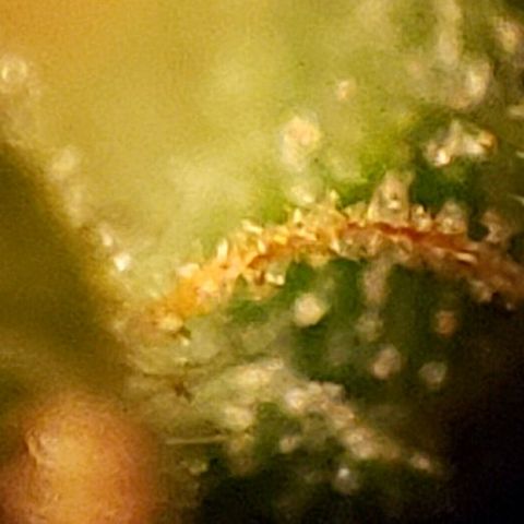 King Tut #3 Fem growlog timeline photo