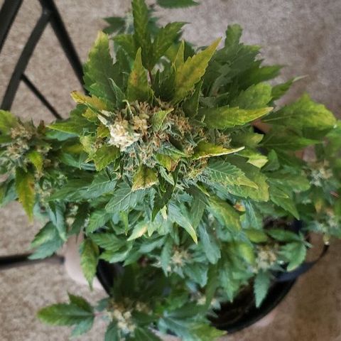 King Tut #3 Fem growlog timeline photo