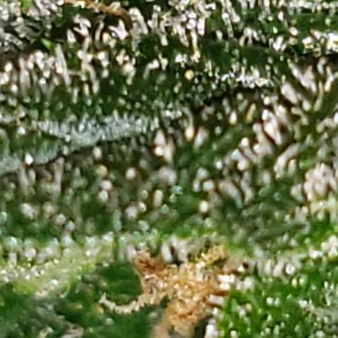 King Tut #3 Fem growlog timeline photo