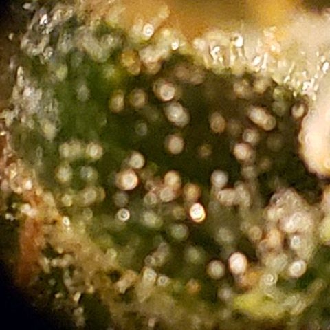 King Tut #3 Fem growlog timeline photo