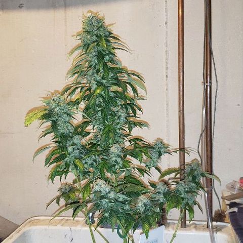 King Tut #3 Fem growlog timeline photo