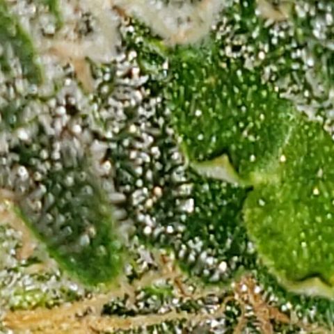 King Tut #3 Fem growlog timeline photo