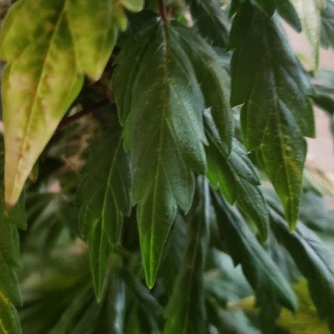 King Tut #3 Fem growlog timeline photo