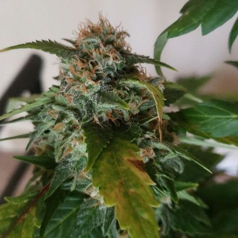 King Tut #3 Fem growlog timeline photo