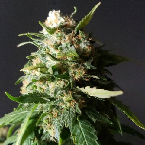 King Tut #3 Fem growlog timeline photo