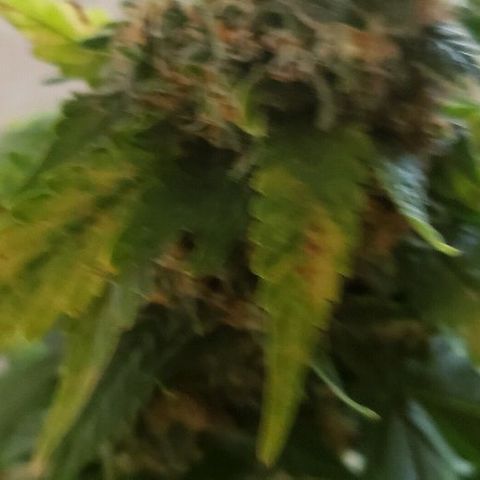 King Tut #3 Fem growlog timeline photo