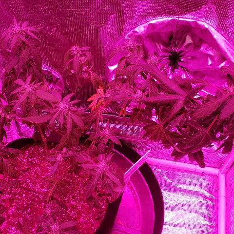 Smurf Punch F1 #3 (Female)  growlog photo: Fed today