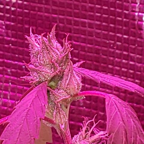 Smurf Punch F1 #3 (Female)  growlog photo: Fed today