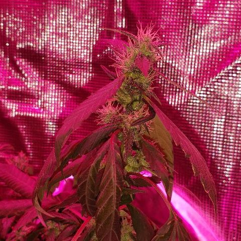 Smurf Punch F1 #3 (Female)  growlog photo: Fed today