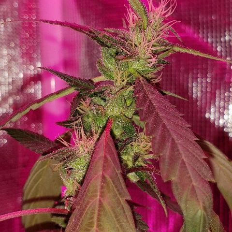 Smurf Punch F1 #3 (Female)  growlog photo: Fed today