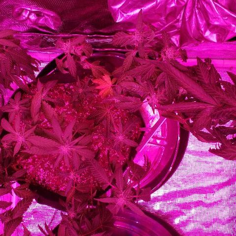 Smurf Punch F1 #3 (Female)  growlog photo: Fed today