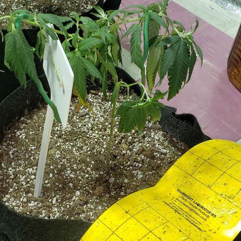 Triple Cheese #1(Fem) growlog timeline photo