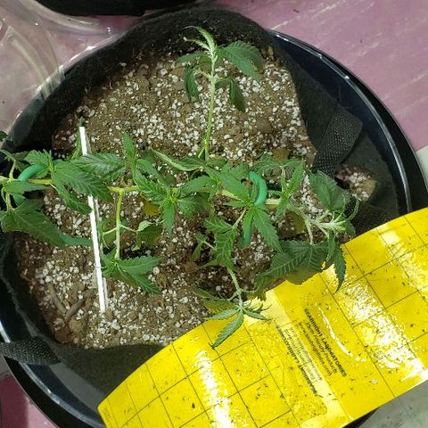 Triple Cheese #1(Fem) growlog timeline photo