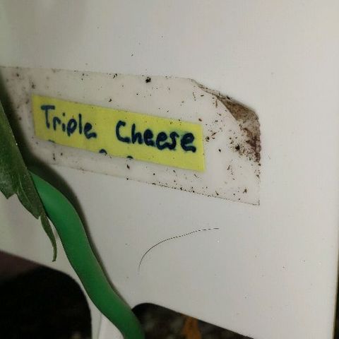Triple Cheese #1(Fem) growlog timeline photo