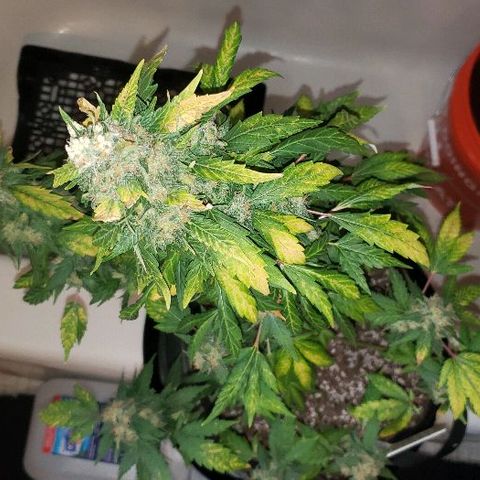 King Tut #3 Fem growlog timeline photo