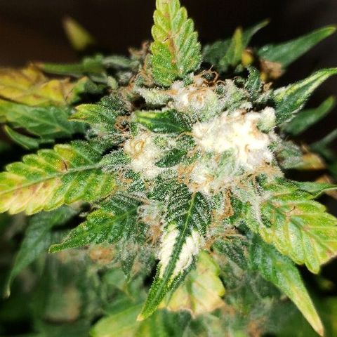 King Tut #3 Fem growlog timeline photo