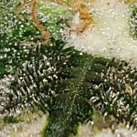 King Tut #3 Fem growlog timeline photo