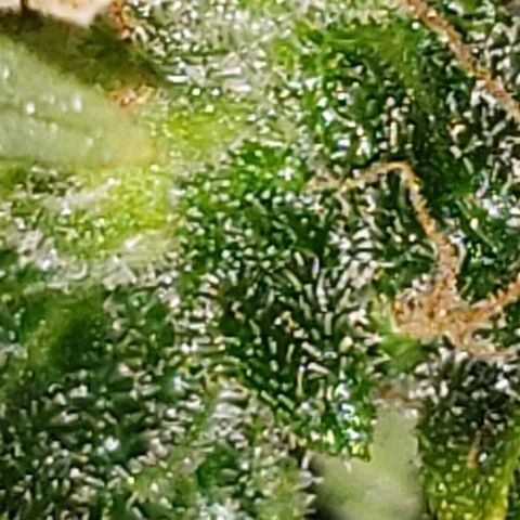 King Tut #3 Fem growlog timeline photo