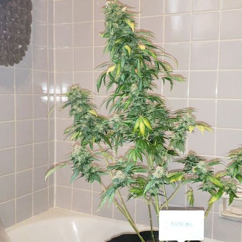 King Tut #3 Fem growlog timeline photo