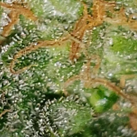 King Tut #3 Fem growlog timeline photo