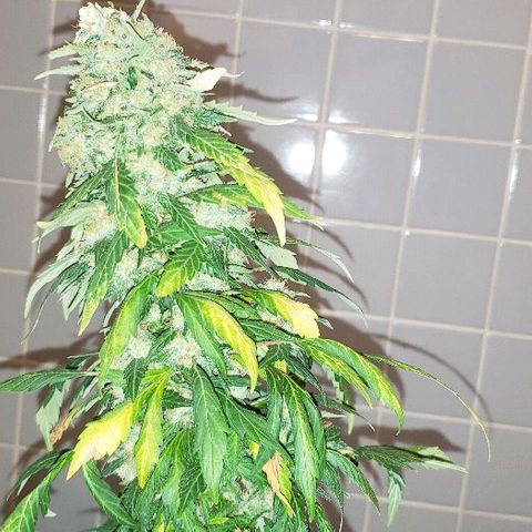 King Tut #3 Fem growlog timeline photo